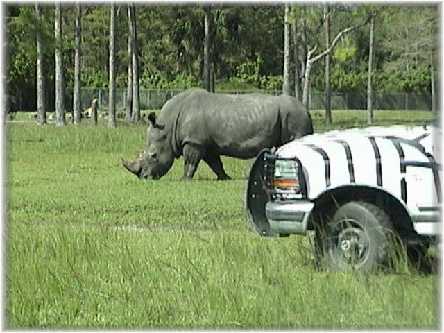 WHITE RHINOCEROS 0250